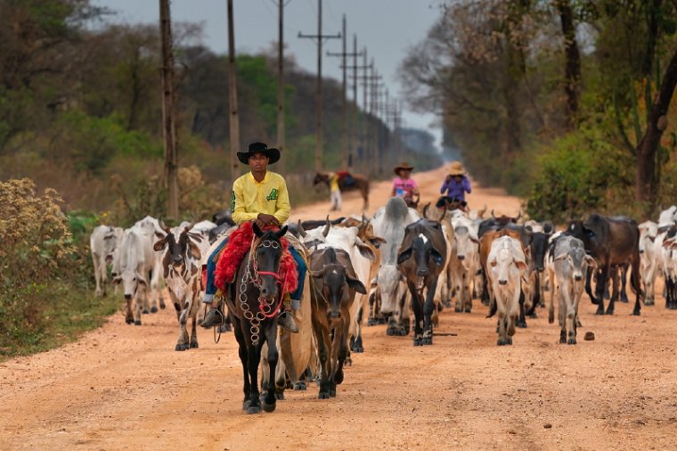 093 Noord Pantanal.jpg